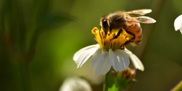 Volksbegehren - Rettet die Bienen